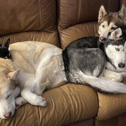 Siberian Huskies from Yakone Sesi