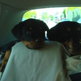 Rottweiler Puppies from Vom Gryphonberg
