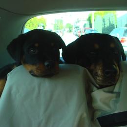 Rottweiler Puppies from Vom Gryphonberg