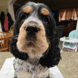 Baxter - Tri-Roan male English Springer Spaniel puppy in Statesville, North Carolina from BAR Z Springers