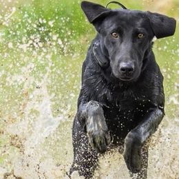 Labrador Retrievers from Precision Gun Dogs