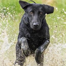 Labrador Retrievers from Precision Gun Dogs