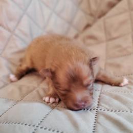 Oliver - Orange male Pomeranian puppy in Bellevue, Iowa from Fluffy Wonders Poms and Doodles