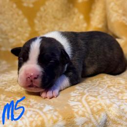 Boy 5 - male American Pit Bull Terrier puppy in Nine Mile Falls, Washington from Bartin Kennels