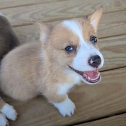 Red Bluie merle (dilute) boy - Sable merle and white male American Corgi puppy in Loretto, Kentucky from Duncan's Border Collies and Corgis