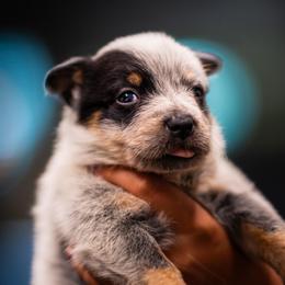 Girl 6 - Blue speckled female Australian Cattle Dog puppy in Amesbury, Massachusetts from Fox Hill Farm & K9