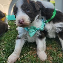Male 4 - Red tri-color male Aussiedoodle puppy in Mouth Of Wilson, Virginia from Holly Ridge Aussies, Aussiedoodles & Corgis