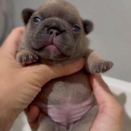 Arin - Blue fawn female French Bulldog puppy in Miami, Florida from Oceanside French Bulldogs