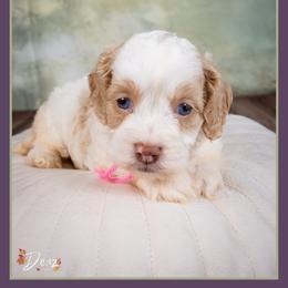 Sally - Red and white female Cockapoo puppy in Connersville, Indiana from Deaz Doodle Ranch