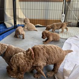 Goldendoodle Puppies from Fenna’s Goldendoodles