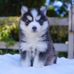 Coal - Black and white male Pomsky puppy in Boca Raton, Florida from Cardinal Point Pomskies