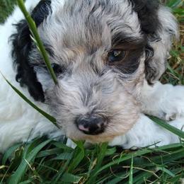 Australian Labradoodle Puppies from Golden Xpress Labradoodles