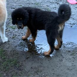 Light purple collar girl - Black and tan female Tibetan Mastiff puppy in Berlin, New Hampshire from Great North Woods Tibetan Mastiffs