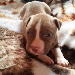 American Pit Bull Terrier Puppies from Kaotic APBTs