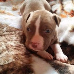 American Pit Bull Terrier Puppies from Kaotic APBTs