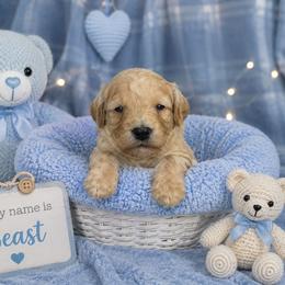 Beast - Cafe au lait male Poodle puppy in Hertford, North Carolina from Heaven Sent Shihpoo's