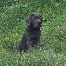 Freya - Gray female Cane Corso puppy in Asheville, North Carolina from MTO KENNELS