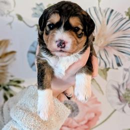 Blitzen - Sable female Bernedoodle puppy in Beaumont, Texas from Joy's Dood Ranch
