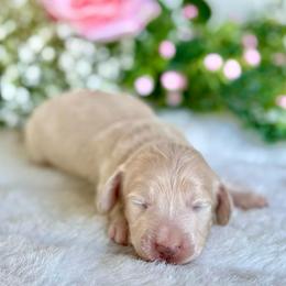 Buffy(2800 AKC pet) - Cream female Dachshund puppy in Augusta, Arkansas from Savvy-Dee's Dachshunds