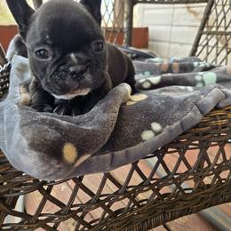 Maverick - Black and white male French Bulldog puppy in Newalla, Oklahoma from Fuzzy Angels