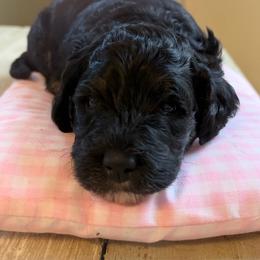 Stella - Tri-color female Bernedoodle puppy in Carlotta, California from Lost Coast Poodles and Doodles