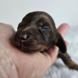 Chocolate and tan longhaired female - Chocolate and tan female Dachshund puppy in Belle Rive, Illinois from Akin's Miniature Dachshunds, LLC