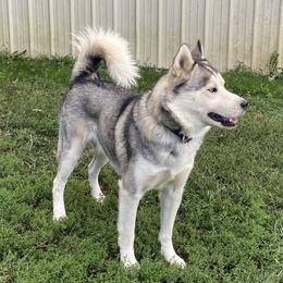 Kovo - Siberian Husky