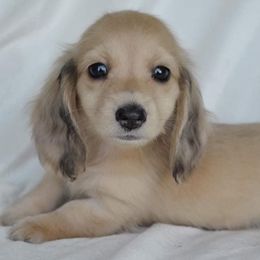 Dachshund Puppies from Dreamheart Dachshunds