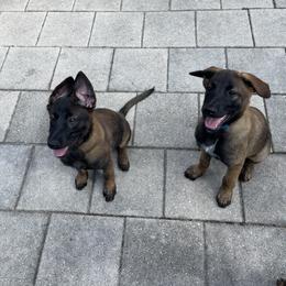 Belgian Malinois Puppies from Klaus K-9 Training LLC