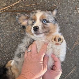 Camp (Campbell) - Blue merle male Miniature Australian Shepherd puppy in Shingletown, California from Whiskeytown Aussies