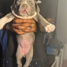 American Bully Puppies from M&M XL Bully Kennel