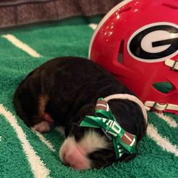 Touchdown TILLY - Tri-color female Bernedoodle puppy in North Carolina from Beckley's Bernedoodles-Muddy Paws Doodle Farm NC LLC