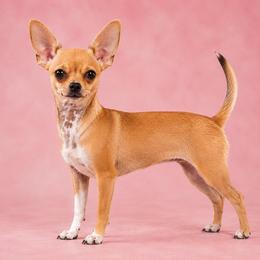 Mills - Chihuahua