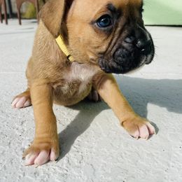 Boxer Puppies from Kruse Boxers