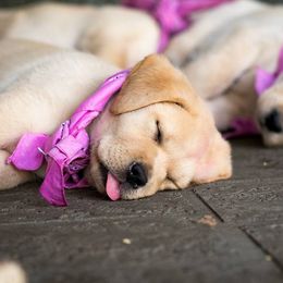 Labrador Retrievers from Brighton Labradors