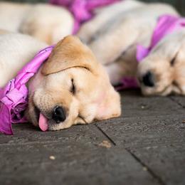 Labrador Retrievers from Brighton Labradors