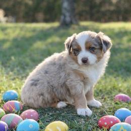 Jellybean - Red merle female Australian Shepherd puppy in Howardsville, Virginia from Spectacular Aussies and Cavaliers