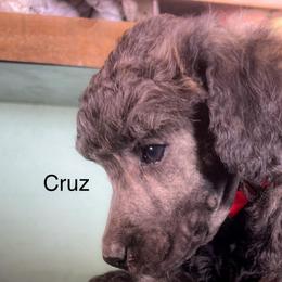 Cruz - Sable male Poodle puppy in Greenville, North Carolina from Grace Poodles