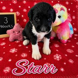 Star - Black and white female Sheepadoodle puppy in Glen Rose, Texas from Clevenger’s Sheepadoodle Fur Baby Farm