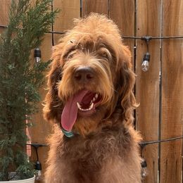 Maui - Labradoodle