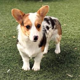 Boba - Pembroke Welsh Corgi
