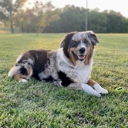 Peaches - Australian Shepherd