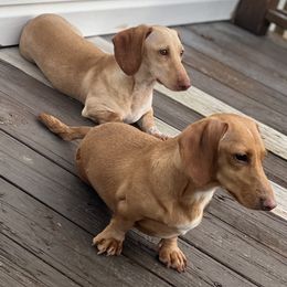 Dachshunds from Hippie and Cowboy’s Dachshunds
