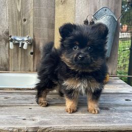 Cookie - Black and tan female Yorkshire Terrier puppy in Roseburg, Oregon from Dbos Furry Friends