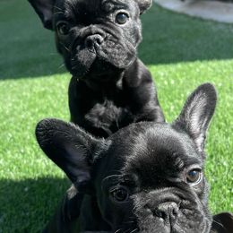 French Bulldogs from Diamond Frenchies of Idaho