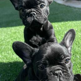 French Bulldogs from Diamond Frenchies of Idaho