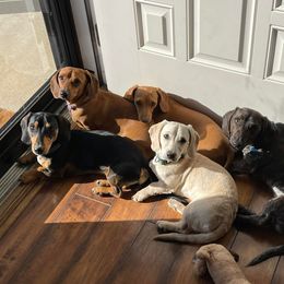 Dachshunds from C&J Doxies