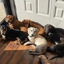 Dachshunds from C&J Doxies