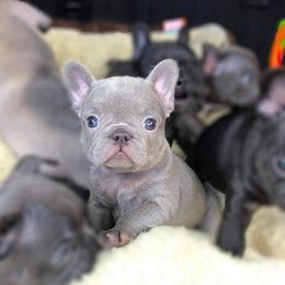 French Bulldog Puppies from Dreampups