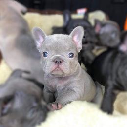 French Bulldog Puppies from Dreampups